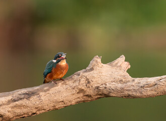 Common European Kingfisher (Alcedo atthis) sitting on the branch with a fish in the beak and autumn colorful background