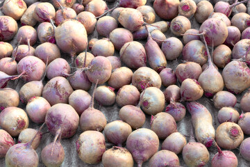 Freshly picked beetroot fruits on the ground. Beet harvest.