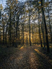 Serene Autumn Forest with Golden Leaves and Sunlit Trees