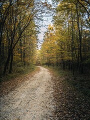 Fototapeta premium Scenic Autumn Forest Pathway Surrounded by Colorful Trees