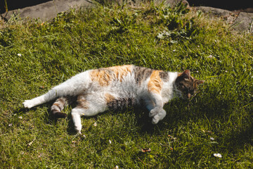 Calico cat enjoys a lazy afternoon nap, stretched out on lush green grass under the sun. Perfect for pet lovers seeking serene outdoor moments of relaxation