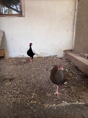 Decorative birds in cages at the zoo. Beautiful birds in an aviary. Birds with bright plumage