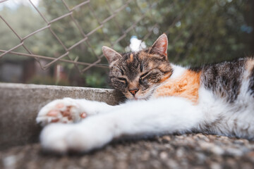 Close-up of a calico cat resting on a wooden surface next to a chain-link fence, its eyes gently...
