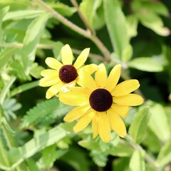 A close view of the yellow flowers in the garden.