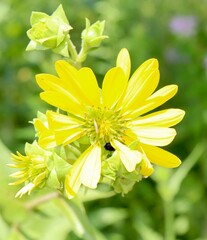Obraz premium A close view of the bright yellow wildflower in the field.