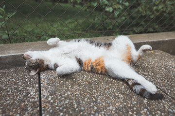 Peaceful calico cat enjoys a lazy nap on a textured surface, paws stretched out in ultimate relaxation under the shade. Perfect for showcasing tranquility and feline comfort