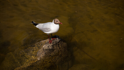 A solitary seagull rests elegantly on a large rock in the water
