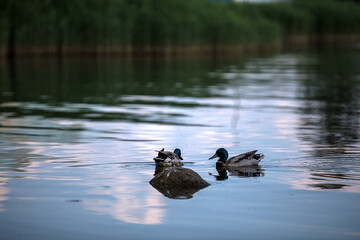 Two ducks swim peacefully in a serene lake surrounded by trees