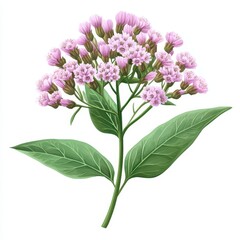 Fototapeta premium A vibrant cluster of delicate pink flowers with lush green leaves, ideal for nature-themed designs and botanical illustrations, white background