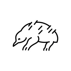 Australian echidna black line illustration. Animals of Australia.