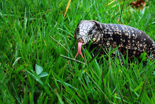 Lagarto Teiu, paseando no gramado
