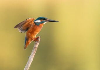 Common European Kingfisher (Alcedo atthis) fishing by the river in best light which highlights its vibrant colors
