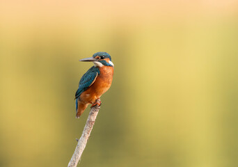 Common European Kingfisher (Alcedo atthis) fishing by the river in best light which highlights its vibrant colors