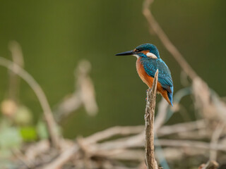 Common European Kingfisher (Alcedo atthis) fishing by the river in best light which highlights its vibrant colors