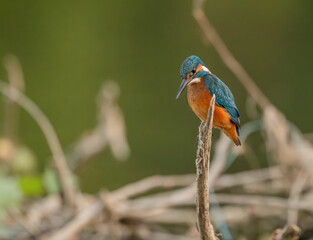 Common European Kingfisher (Alcedo atthis) fishing by the river in best light which highlights its vibrant colors