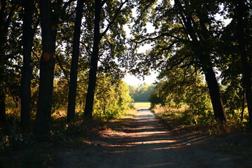 Obraz premium Autumn park on sunset. Autumn vibe.