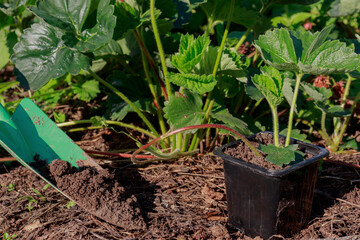 Rooting strawberry shoots, strawberry propagation