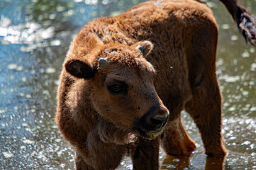 Fototapeta premium Junger Europäischer Bison erkundet seinen Lebensraum