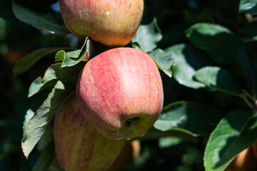 Close up of ripe appels on a tree, Oreye, Wallonia, Belgium