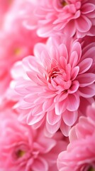 Delicate pink flower petals close-up