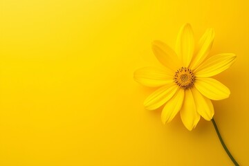 A single bright yellow flower on a vibrant yellow background, evoking cheerfulness and simplicity.