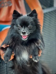 Volpino di Pomerania