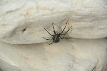 Water spider on a rock on the shores of the Great Lakes, in Ontario, Canada.

