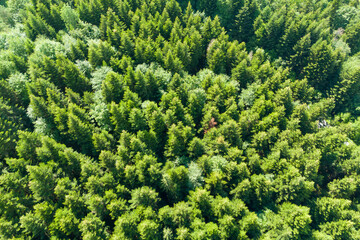 Aerial view of a lush green forest with dense trees and diverse vegetation, reflecting the...