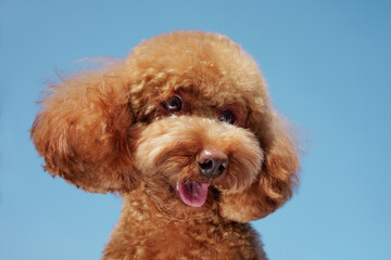unusual angle of a Maltipoo dog against a blue sky close-up, dog portrait shot from below