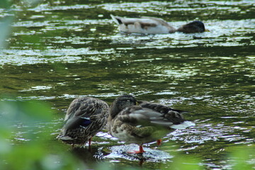 Male and female mallard or Wild duck sitting on a rock in the river. anas platyrhynchos. Beautiful photo of wild ducks in beautiful light 