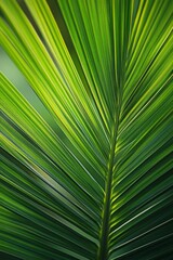 Obraz premium palm leaf texture natural tropical green leaf close up