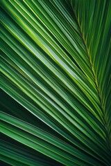 palm leaf texture natural tropical green leaf close up