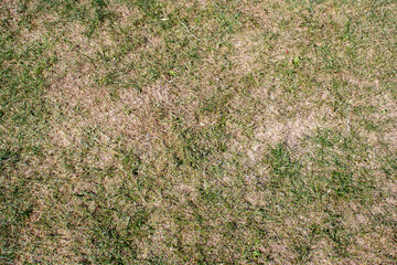 Dry and patchy lawn with brown and green grass textures showcasing signs of drought and lack of water.