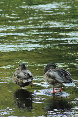 Male and female mallard or Wild duck sitting on a rock in the river. anas platyrhynchos. Beautiful photo of wild ducks in beautiful light 