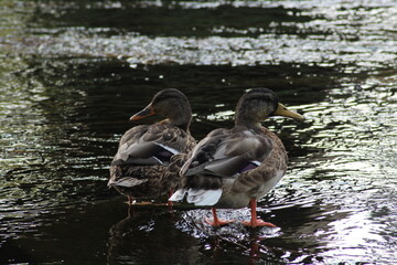 Male and female mallard or Wild duck sitting on a rock in the river. anas platyrhynchos. Beautiful photo of wild ducks in beautiful light 