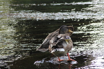 Male and female mallard or Wild duck sitting on a rock in the river. anas platyrhynchos. Beautiful photo of wild ducks in beautiful light 