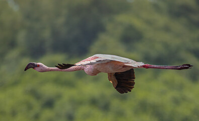 Soaring Greater Flamingo