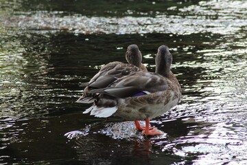 Male and female mallard or Wild duck sitting on a rock in the river. anas platyrhynchos. Beautiful photo of wild ducks in beautiful light 