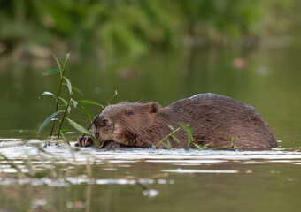 Cute beaver (eurasian beaver) munching on the water's edge at dusk © Kozma