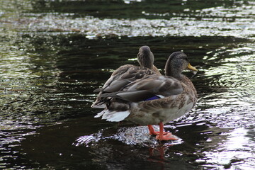 Male and female mallard or Wild duck sitting on a rock in the river. anas platyrhynchos. Beautiful photo of wild ducks in beautiful light 