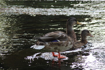 Male and female mallard or Wild duck sitting on a rock in the river. anas platyrhynchos. Beautiful photo of wild ducks in beautiful light 