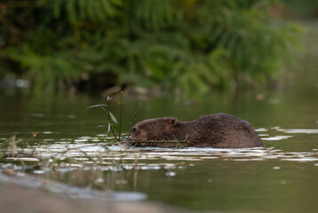 Cute beaver (eurasian beaver) munching on the water's edge at dusk