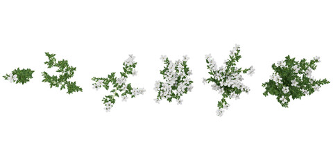 Collection of Nicotiana tabacum plants with transparent background from top view