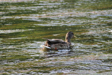 Wild duck or Mallard female swimming in the river in Czech republic. Anas platyrhynchos female 