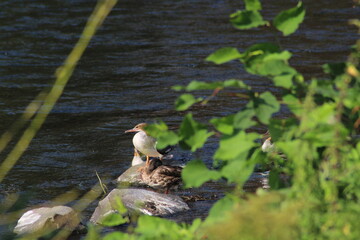 Common merganser standing on a rock in the river. The common merganser (North American) or goosander (Eurasian) (Mergus merganser) is a large seaduck of rivers and lakes in forested areas of Europe
