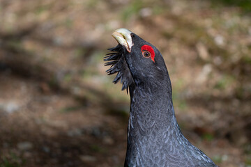 Portrait of a western capercaillie (Tetrao urogallus) during the mating season. Capercaillie close-up.