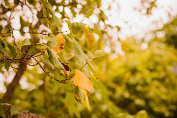 Autumn leaves on a tree. Autumn. Trees and mountains in the background