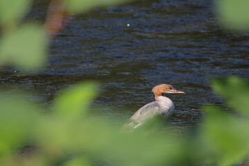 Common merganser standing on a rock in the river. The common merganser (North American) or goosander (Eurasian) (Mergus merganser) is a large seaduck of rivers and lakes in forested areas of Europe
