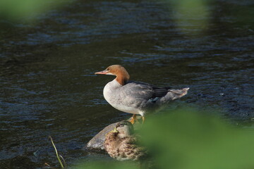 Common merganser standing on a rock in the river. The common merganser (North American) or goosander (Eurasian) (Mergus merganser) is a large seaduck of rivers and lakes in forested areas of Europe
