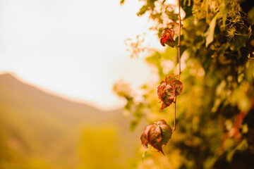 Autumn leaves on a tree. Autumn. Trees and mountains in the background